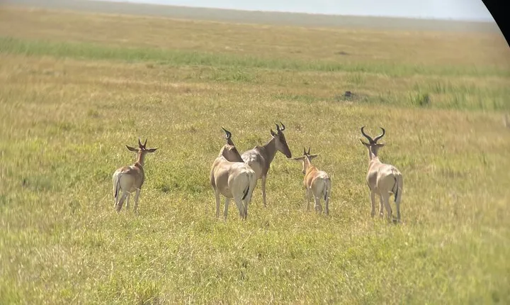 7 Days in the Wild - Serengeti’s Epic Wildebeest Migration Safari