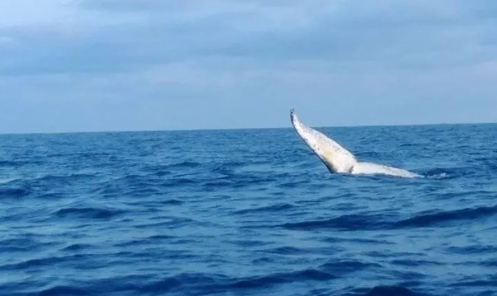 Whale Watching boat tour in Geraldton