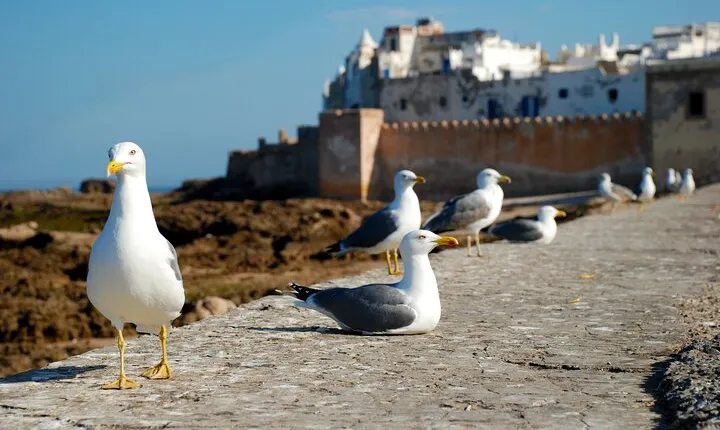 Your Own Morocco. Along The Ocean From Marrakech: Three Days of Happiness