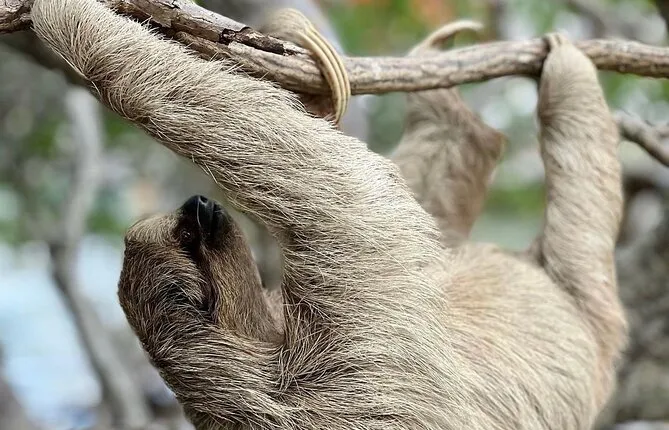 Roatan Wildlife Wonderland:Monkeys,Sloths, Birds - Private Driver