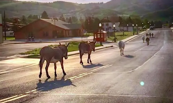 Gold Belt Scenic Byway Jeep Tour from Cañon City