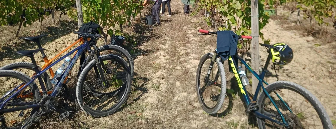 Bairrada vineyards bike tour with tastings from Coimbra