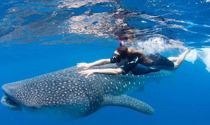 Whale Shark from Cancun, Riviera Maya and Tulum All Inclusive