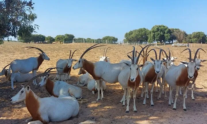 Souss Massa National Park Half Day Trip from Agadir
