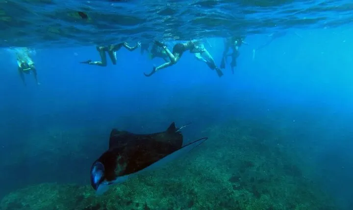 Nusa Penida 4 Spot Snorkeling with Manta and Island Tour