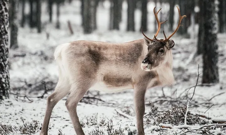 Wild Reindeers Safari + Lunch in Glass Igloo (private service)