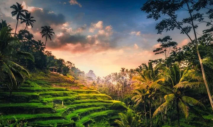 Ubud: Waterfall, Rice Terraces & Monkey Forest Private Tour