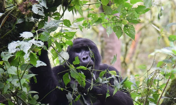 3-Day Gorilla Trekking safari in Bwindi Impenetrable Forest