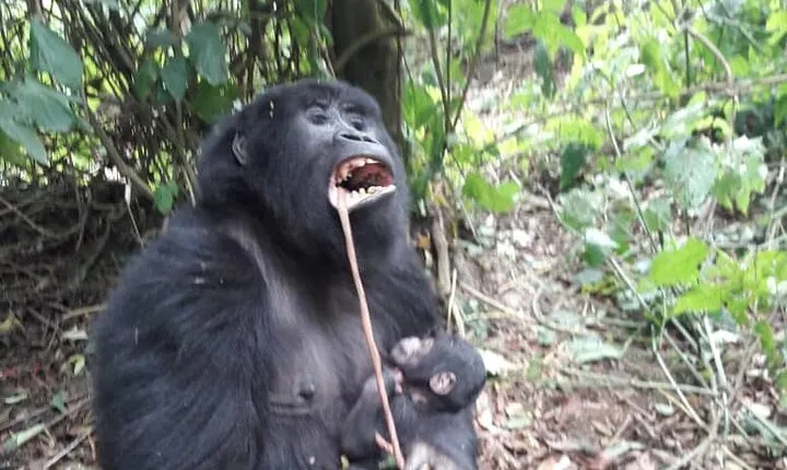 13 Days Private tour to discover Uganda's Best Safari