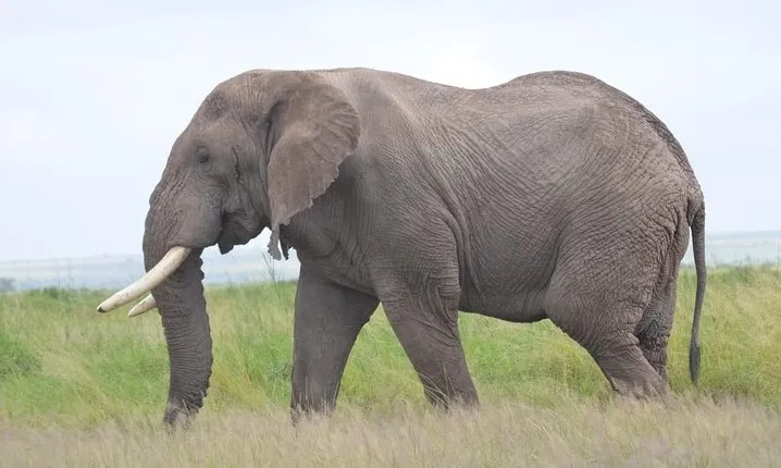 4 Days in Masai Mara and Lake Nakuru