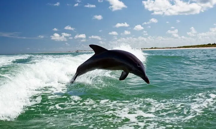 Side Dolphin Island Boat Trip With Lunch And Hotel Transfer