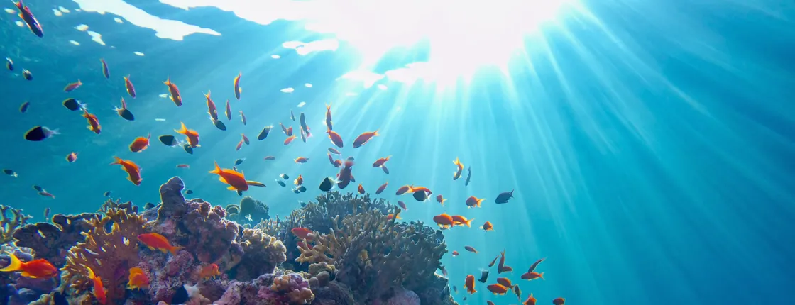 Port Ghalib Snorkeling Cruise from Marsa Alam with Lunch and Drinks