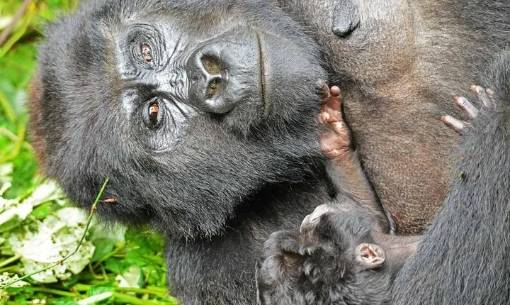 Gorilla Trekking And Masai Mara Safari – 8 Days