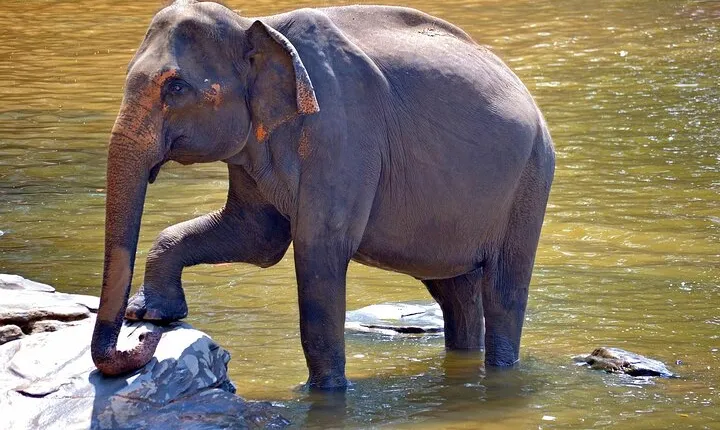 Taj mahal with Elephant Rescue Center & Birding at Bharatpur 