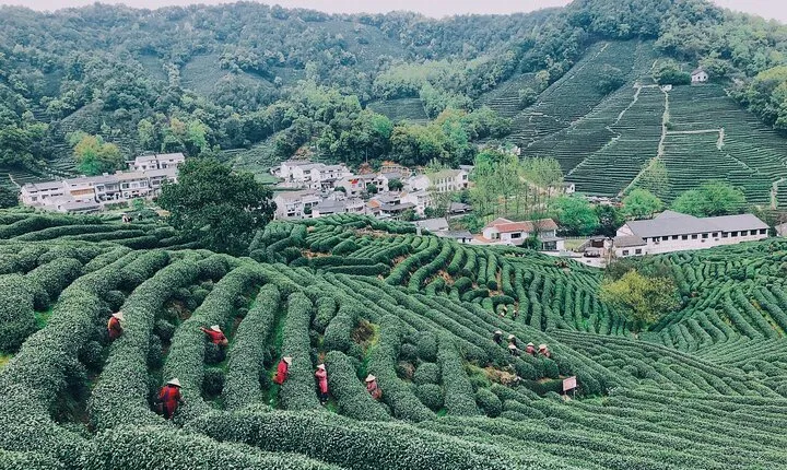 Hangzhou Jiuxi and Tea Village Hiking Trip from Shanghai By Train