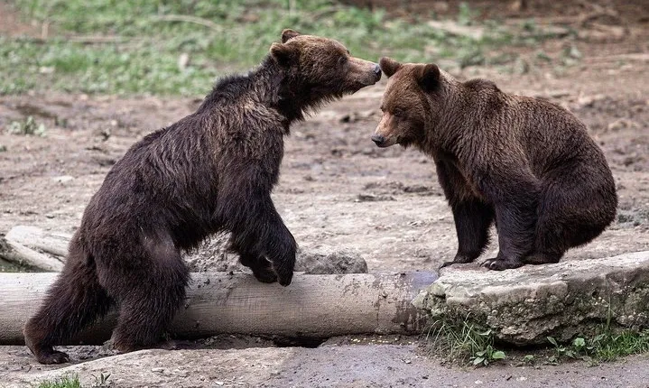 Bear watching experience near Brasov