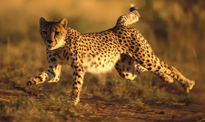 3 Days Tanzania Safari to Manyara Tarangire and Ngorongoro