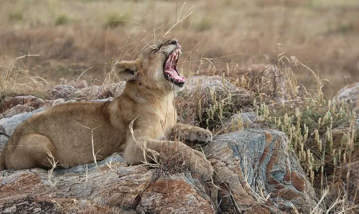 5 Days Best of Tanzania Luxury Safari Northern Circuit