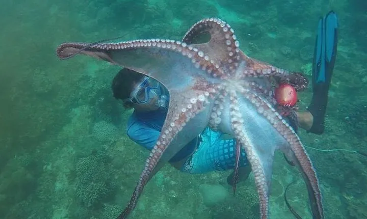 East Bali Spear Or Line Fishing Tour At Virgin Beach
