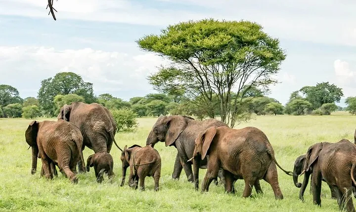 Day Trip to Tarangire from Arusha