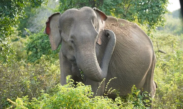 Private Udawalawe Safari Tour with Elephant Transit Home