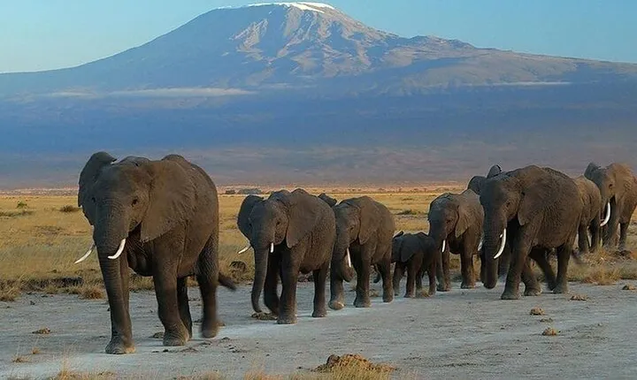5days Tour Tsavo East & west, Amboseli from Mombasa