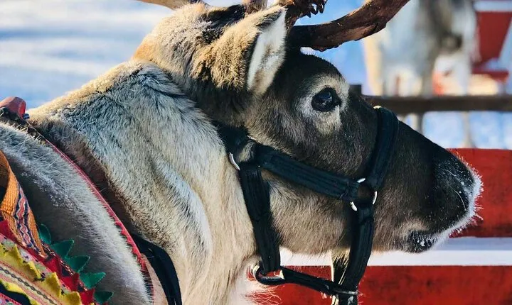 Arctic Animals Adventure with Lunch Buffet