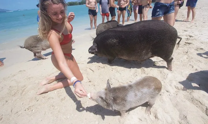 Pig Island Private Beach Full Day From Koh Samui - Thai version of the Bahamas