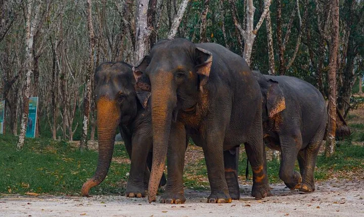 Khao Lak Elephant Sanctuary Tour with Waterfall and Lunch