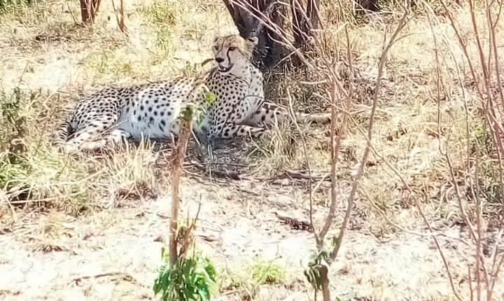 Tarangire National Park 2 Days Tour