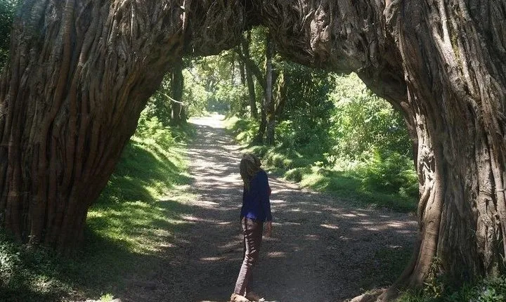 Full-day Arusha National Park guided tour with Picnic Lunch