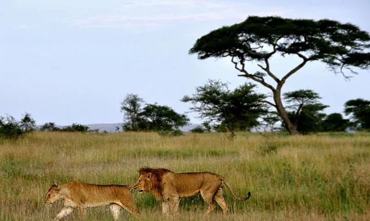 7 Days Tour Northern Tanzania Safari: