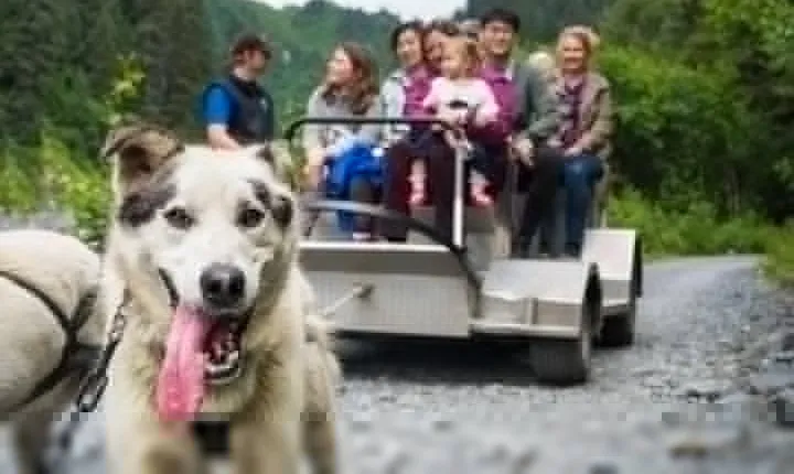 Wilderness Dog Sled Ride and Tour in Seward
