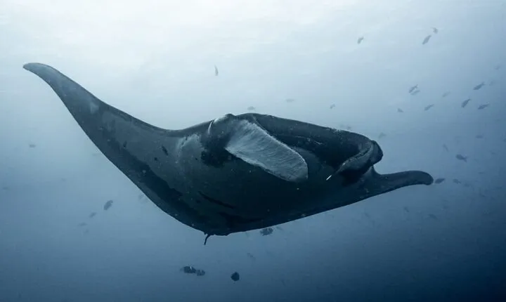 Catalina Island Diving Tour From Tamarindo - Certified Only