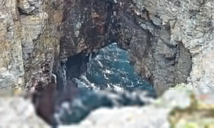 Private tour of Kiama Blowholes, Sea Cliff Bridge and Wattamolla