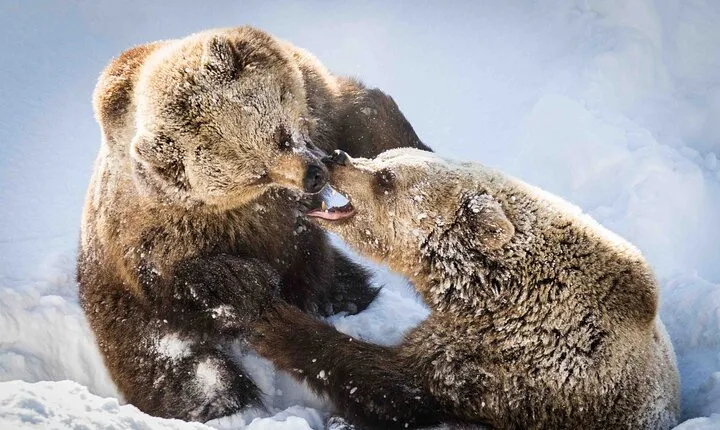 Private Ranua Wildlife Park Photography Tour