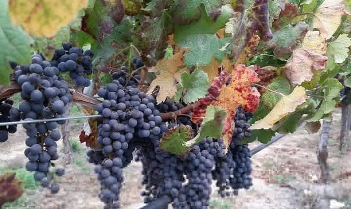 Program 3 days and 2 nights Santiago city and Vineyard 
