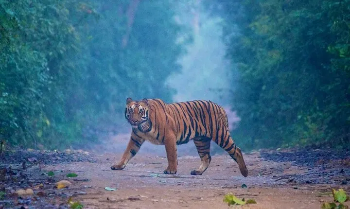 2-day Tajmahal & Fort tour with Tiger Safari from Bangalore 