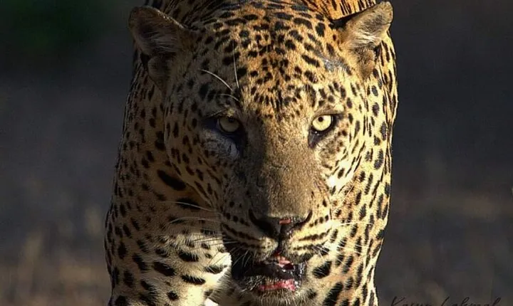Yala National Park Safari Experience with Leopard Eye safari