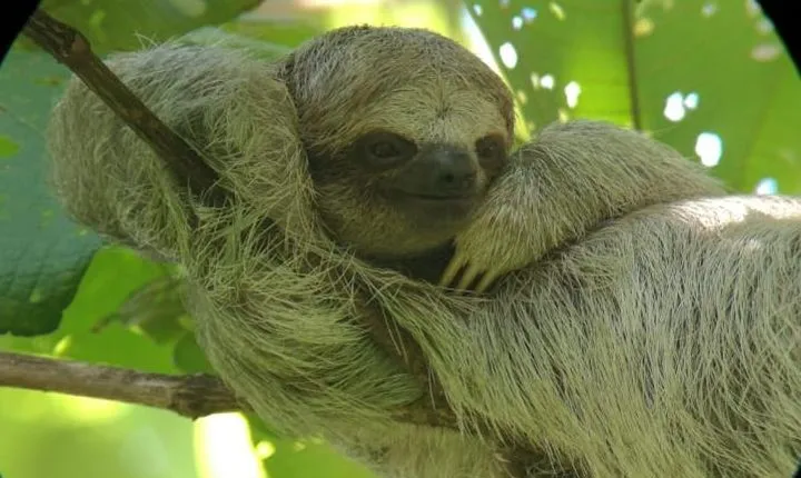 Sloths Observation and Coffee, Chocolate, Sugarcane Experience