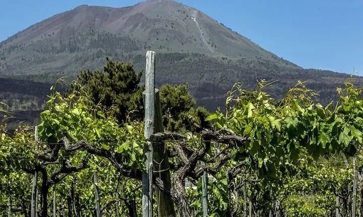 Vesuvius Wine Tasting Tour from Naples with Lunch