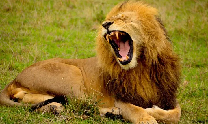 Tanzania Day Tour to Ngorongoro Crater- Lowest Price