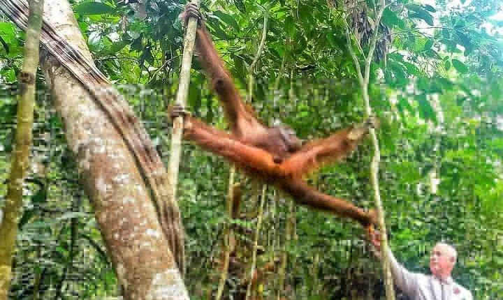 Kuching City Tour plus Semenggoh Wildlife Center