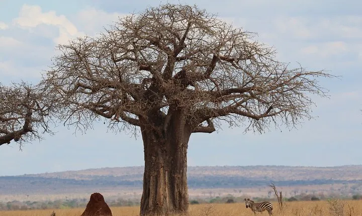 Private Day Trip to Tarangire National Park