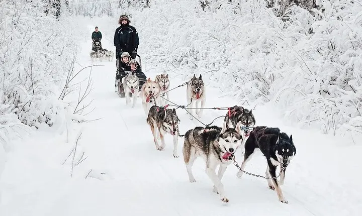 Rovaniemi Husky Safari Guided Sled Ride in Lapland