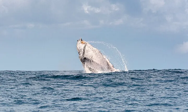 Whale Watching Gold Coast