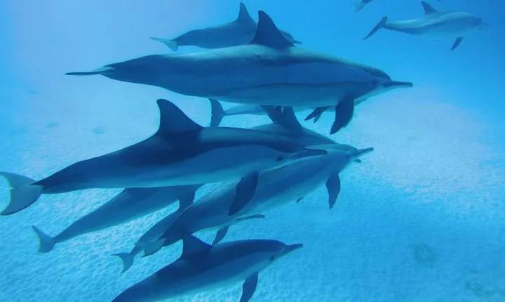 Dolphin House Reef Snorkeling Tour with Transfer - Marsa Alam