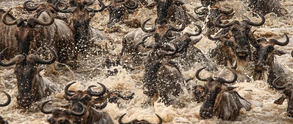 The Ultimate Serengeti and Zanzibar