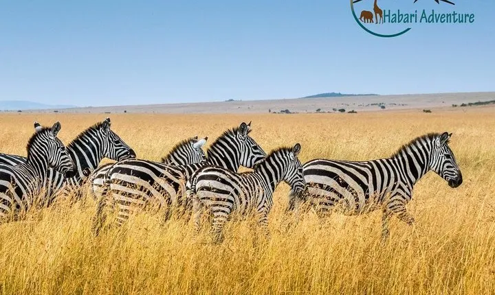 7 Days Safari. Serengeti, Tarangire, Lake Manyara & Ngorongoro Crater.