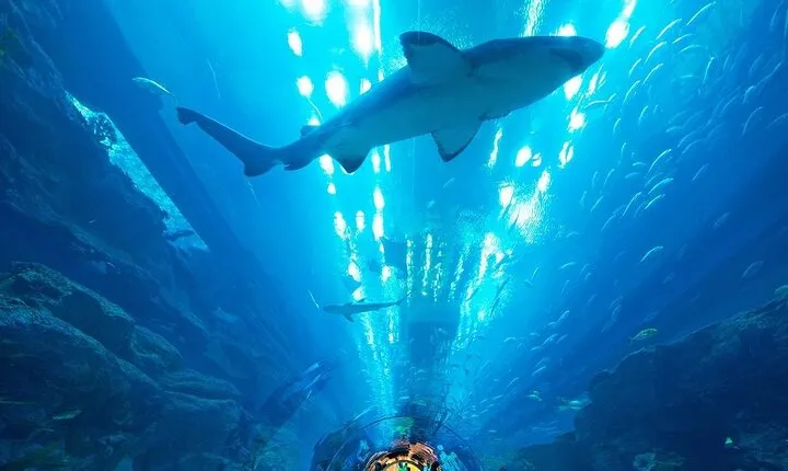 Dubai Aquarium & Underwater Zoo with Penguin Cove